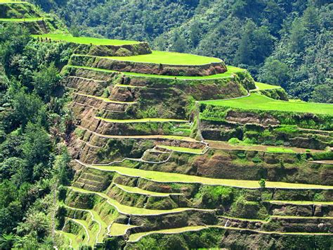 Banaue Rice Terraces royalty.